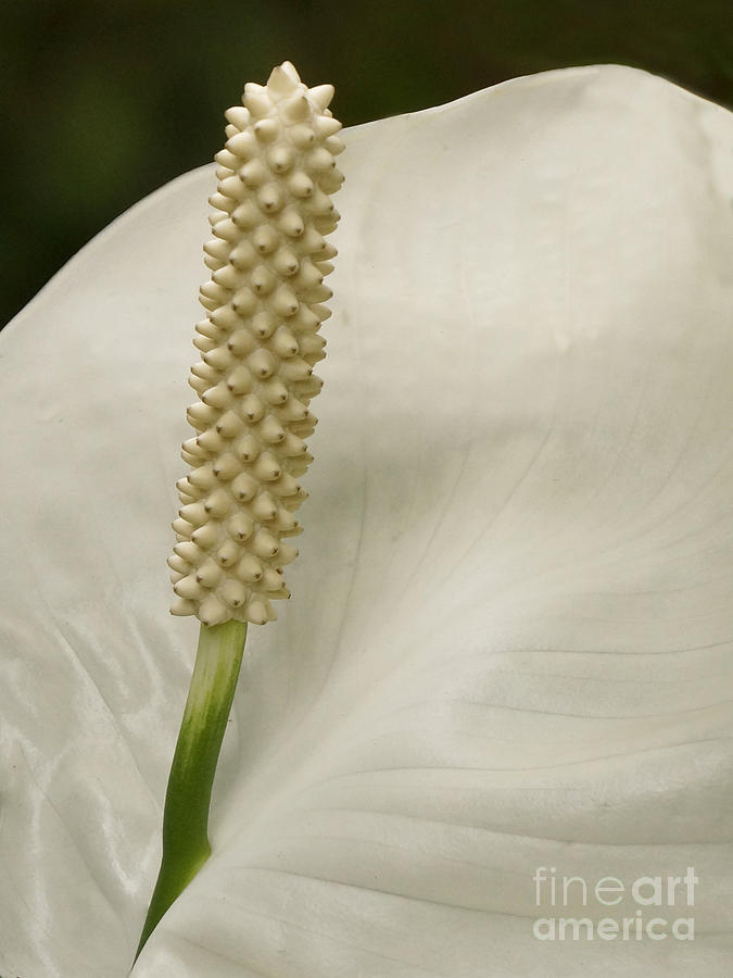 Peace Lily Photograph by Inge Riis McDonald