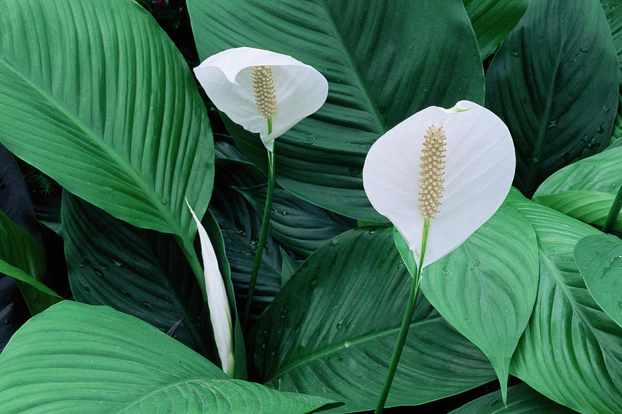 Peace Lily 'mauna Loa' Flowers by Mike Danson/science Photo Library