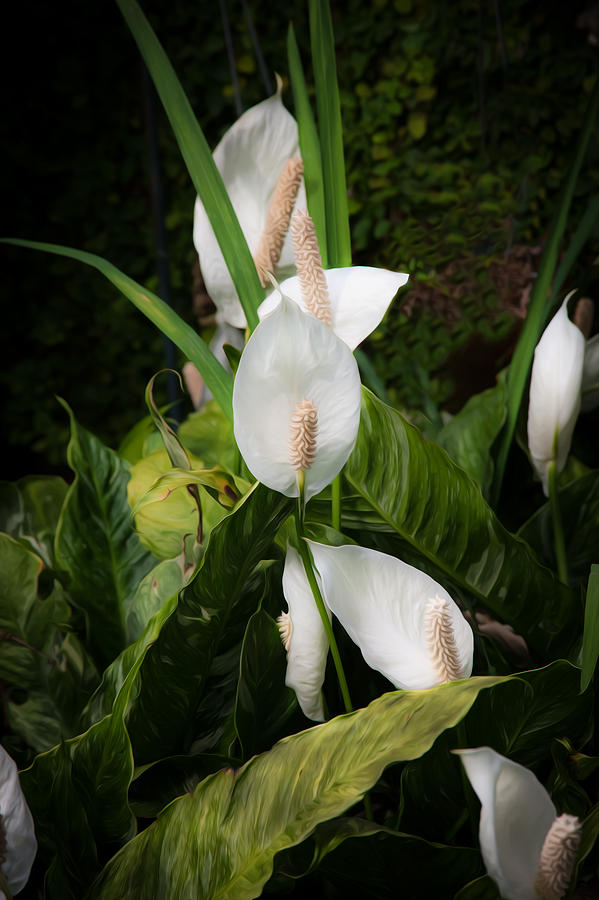 Peace Lily or Spath Lily  Photograph by Rich Franco