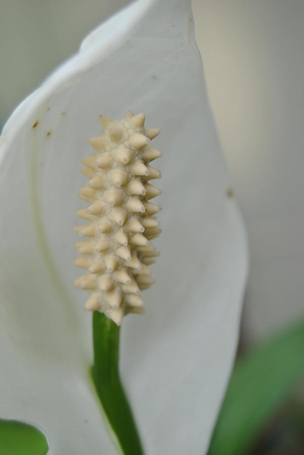 Lily Photograph - Peace Lily by Page Lobach
