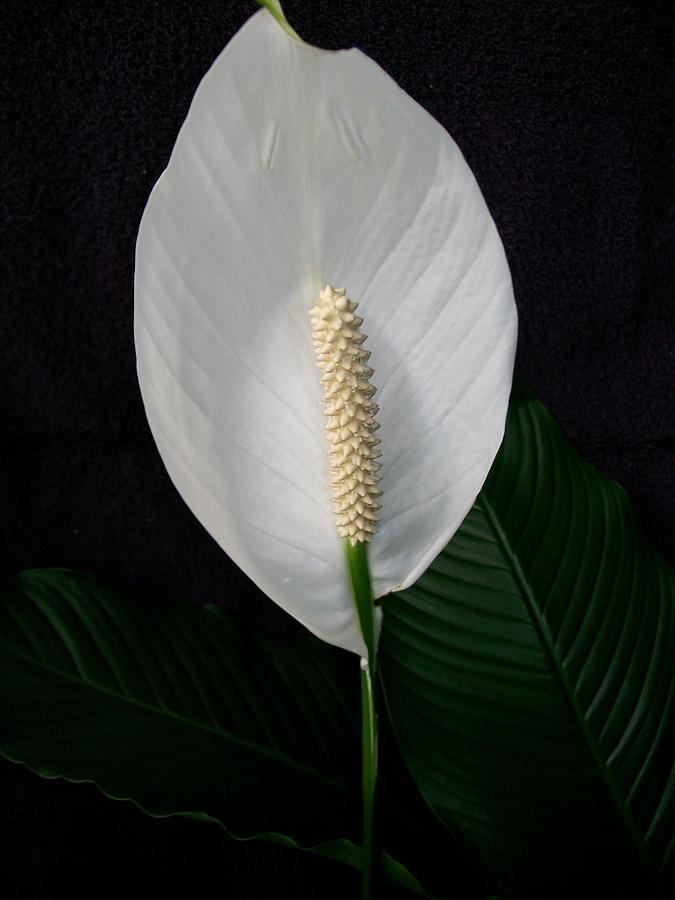Peace Lily Photograph by Sharon Duguay