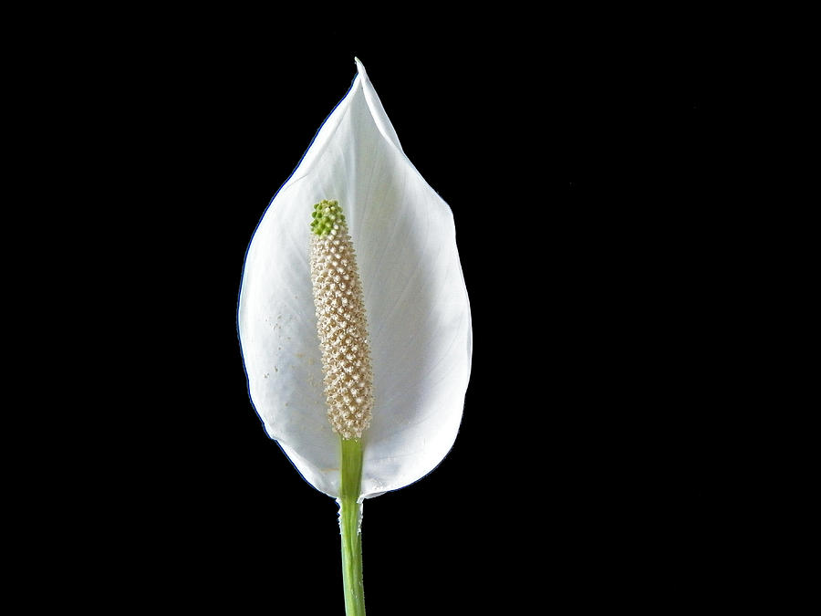 Peace Lily Photograph by Steven Huszar