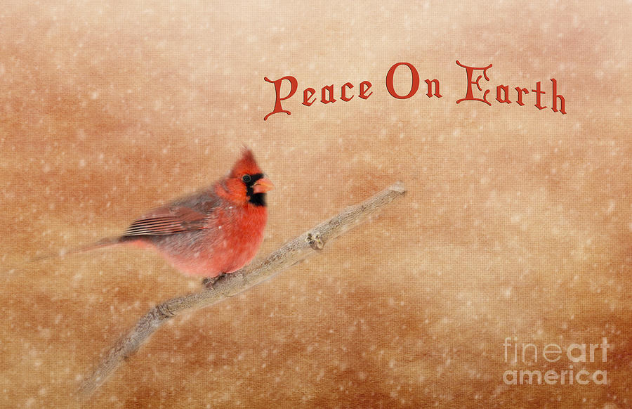 Peace On Earth Cardinal by Pam Holdsworth Peace On Earth Cardinal by Pam Holdsworth