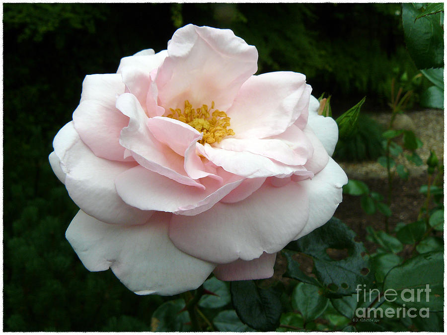 Rose Photograph - Peace Rose by Dee Flouton