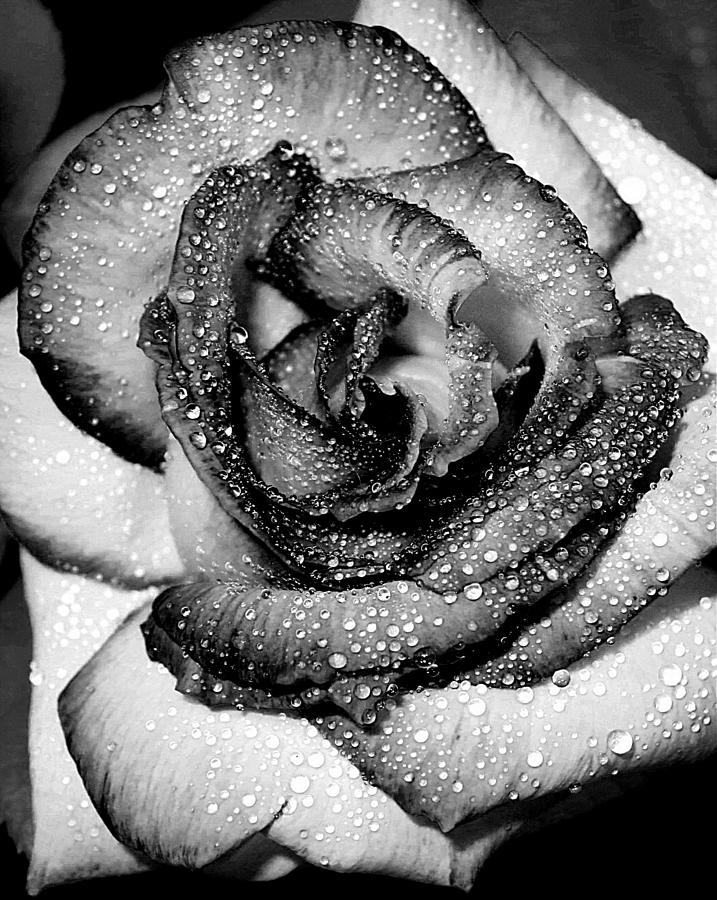 Nature Photograph - Peace Rose in BW by Jen T
