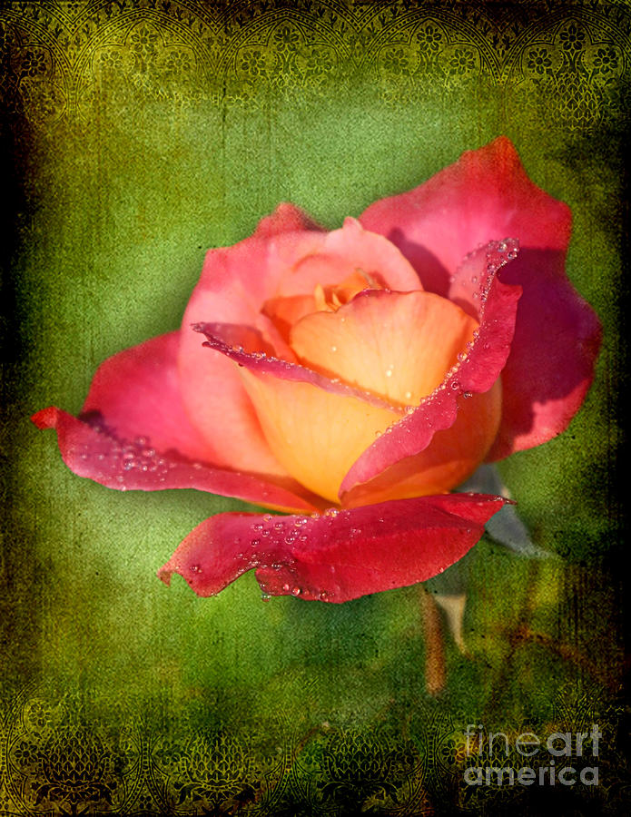 Rose Photograph - Peace Rose by Joan McCool