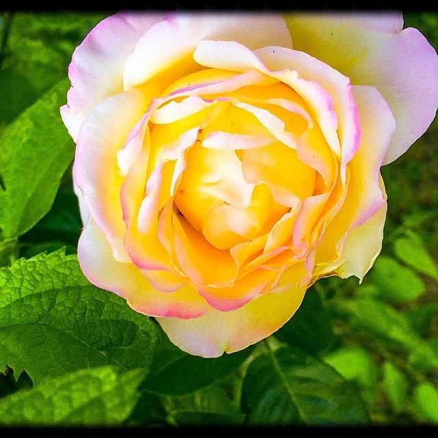 Nature Photograph - Peace Rose by Paige Edwards
