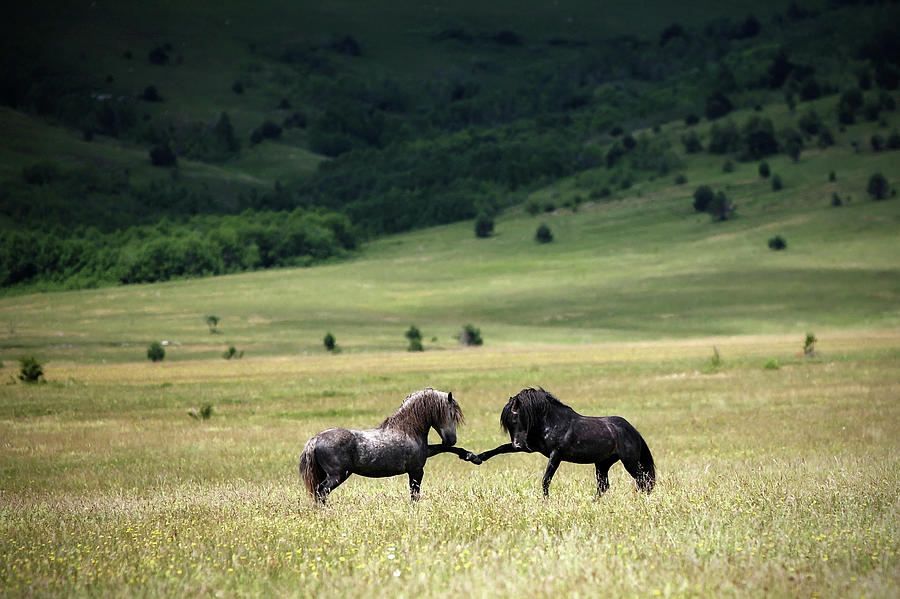 Horse Photograph - Peace by Vedran Vidak Horse Photograph - Peace by Vedran Vidak