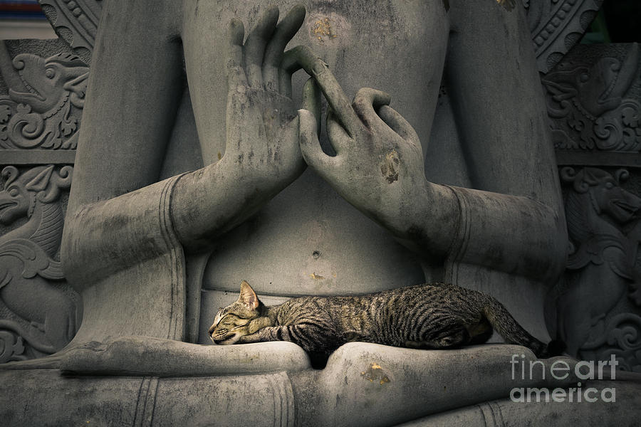 Buddha Photograph - Peaceableness by Tosporn Preede