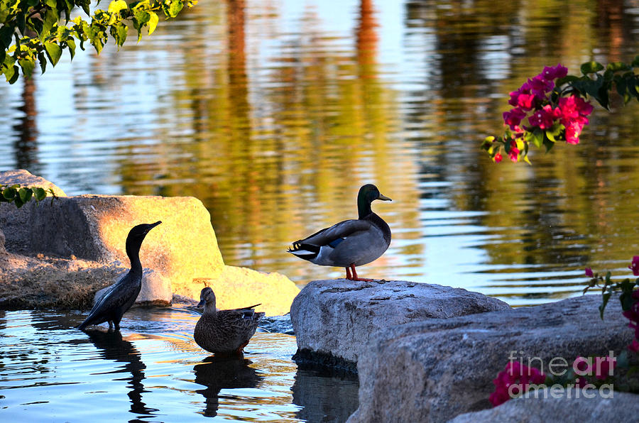 Peaceful Afternoon Photograph by Deb Halloran