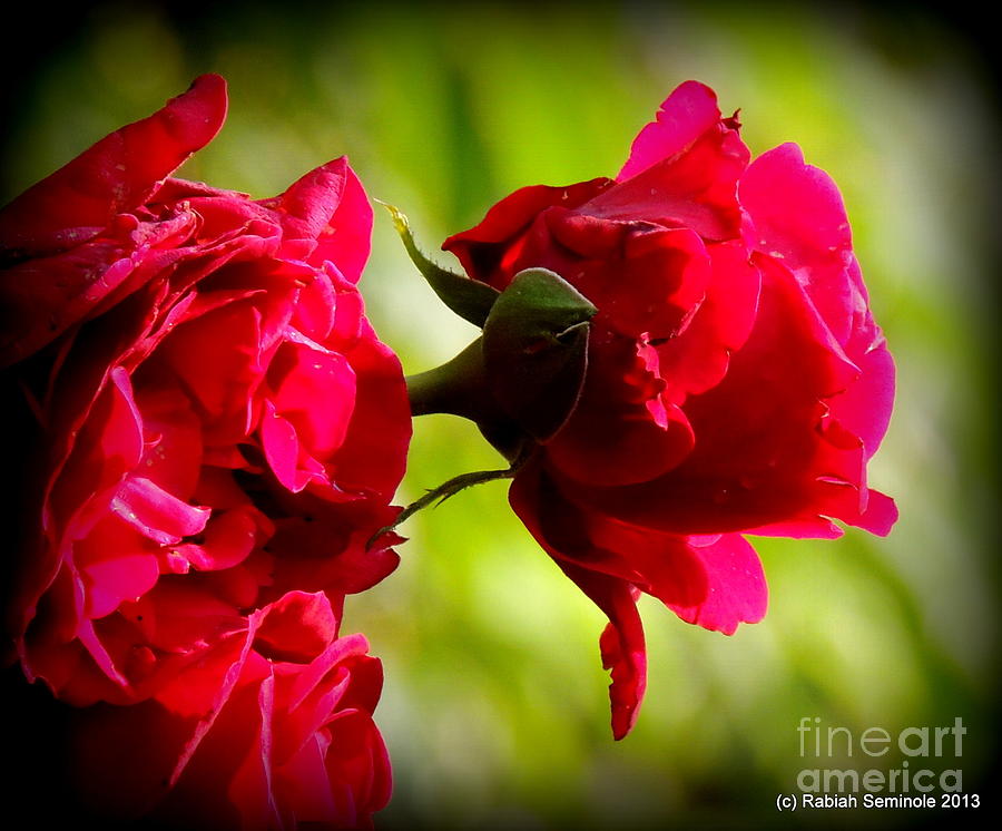 Rose Photograph - Peaceful Beauty by Rabiah Seminole