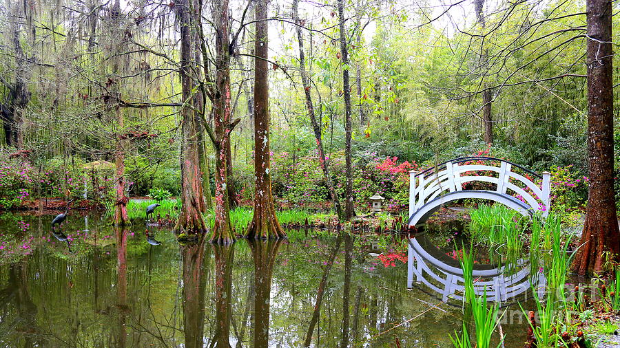 Peaceful Cypress Pond Photograph by Carol Groenen