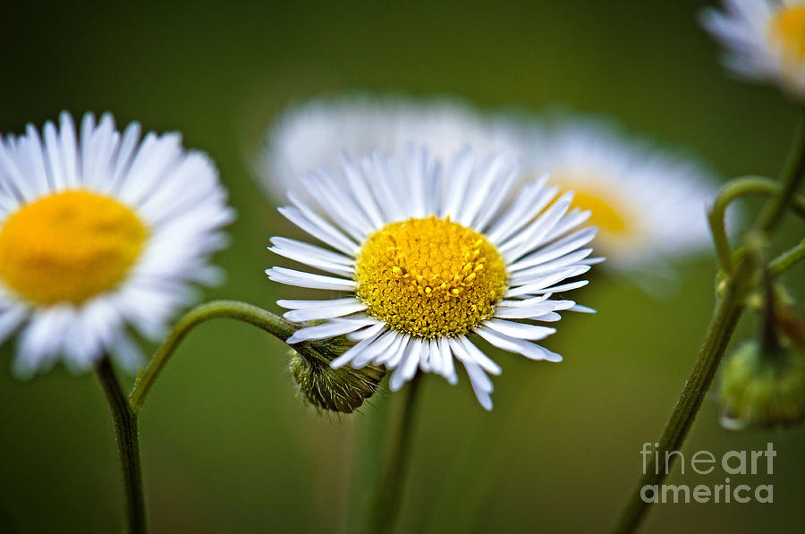 Peaceful Daisies Photograph by Gwen Gibson