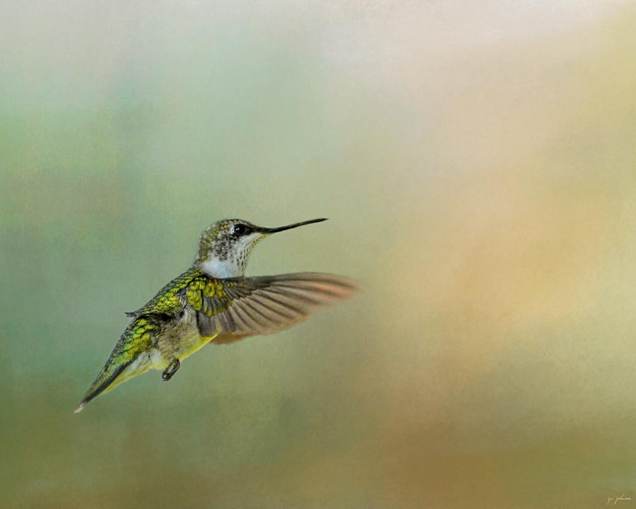 Peaceful Day With A Hummingbird Photograph by Jai Johnson