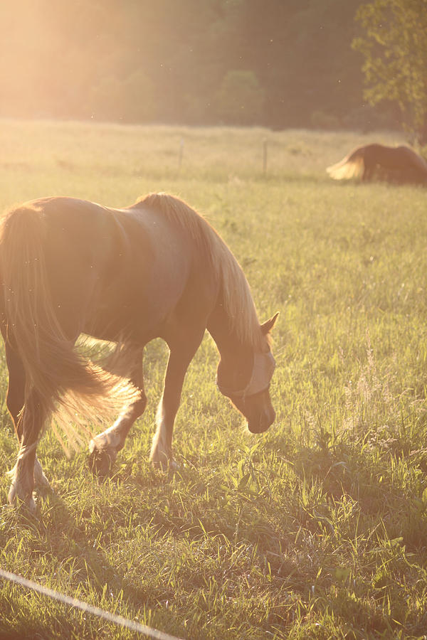 Horse Photograph - Peaceful Evening by Jamie McBride