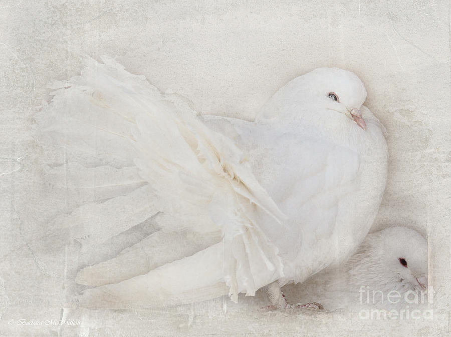 Dove Photograph - Peaceful Existence White on White by Barbara McMahon