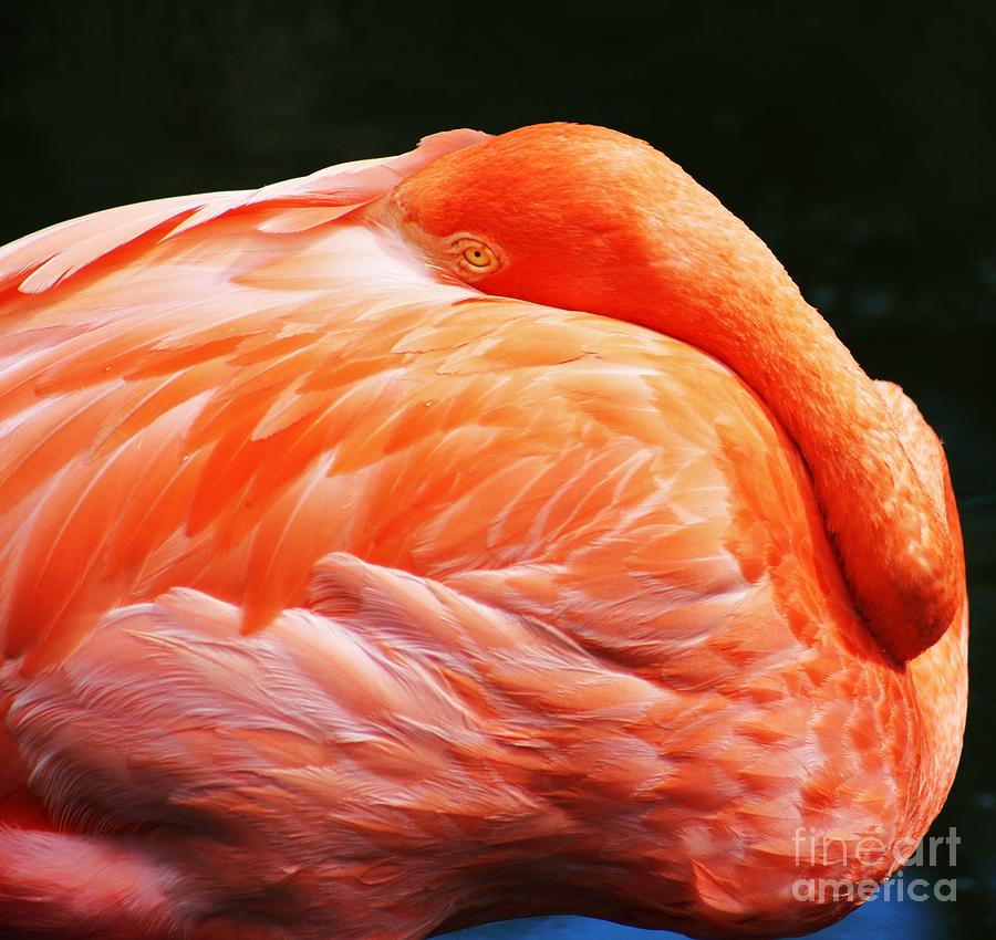 Peaceful Flamingo Photograph