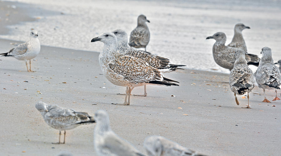 Seagull Photograph - Peaceful Gulls by Betsy Knapp