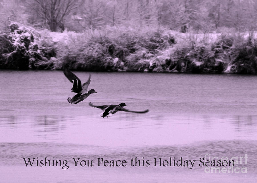 Peaceful Holidays Card - Winter Ducks Photograph by Carol Groenen