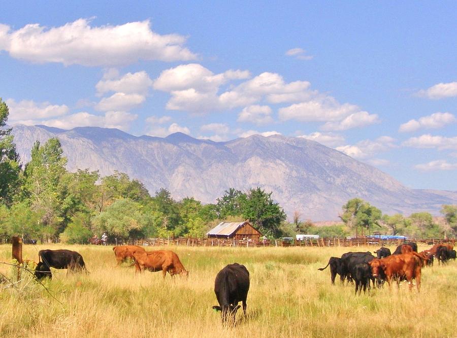 Peaceful In The Pasture Photograph By Marilyn Diaz Fine Art America