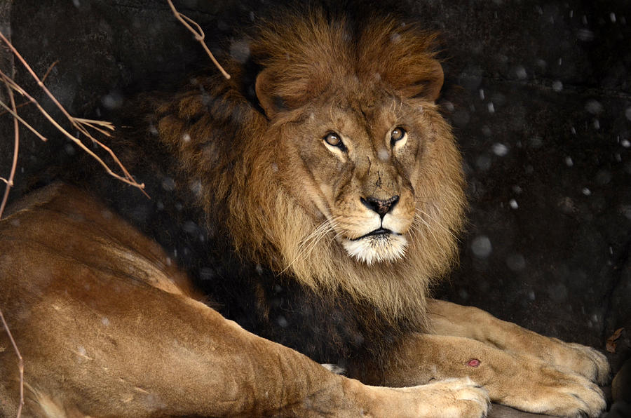 Peaceful Lion Photograph by Ann Bridges