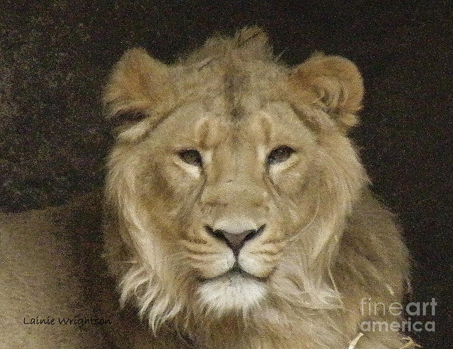 Peaceful Lion Photograph by Lainie Wrightson
