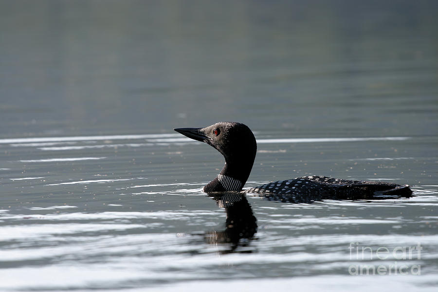 Peaceful Loon Photograph by Stan Reckard
