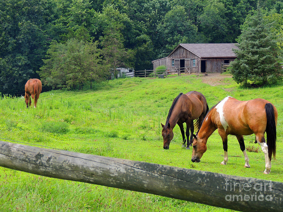 Horse Photograph - Peaceful by Marian DeSalvo-Rodgers