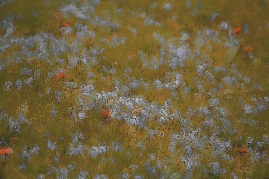 Summer Photograph - Peaceful Meadow by The Art Of Marilyn Ridoutt-Greene