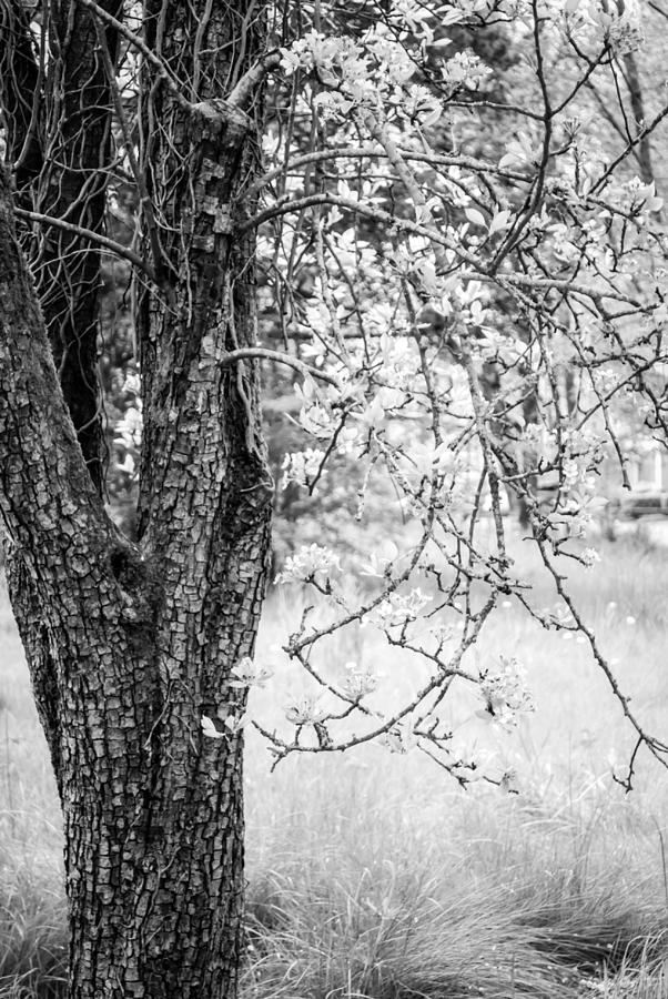 Peaceful Meadow Tree by Anna Burdette Peaceful Meadow Tree by Anna Burdette