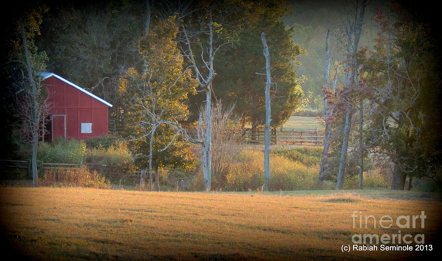 Peaceful Morning at Blue Horse Rescue Photograph by Rabiah Seminole