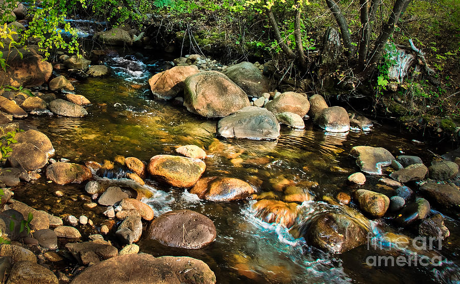 Tree Photograph - Peaceful Mountain Stream by Robert Bales