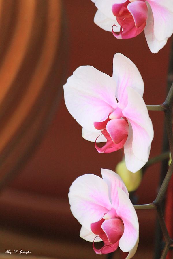 Peaceful Orchid Photograph by Amy Gallagher