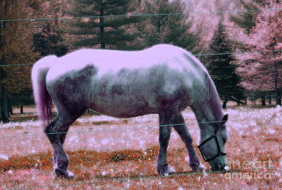 Peaceful Pasture - Horses Photograph by Susan Carella