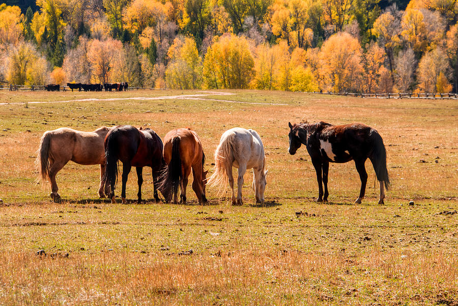 Horse Photograph - Peaceful Pasture 0066 by Kristina Rinell