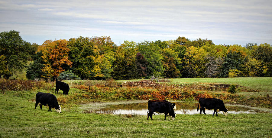 Cow Photograph - Peaceful Pastures by Cricket Hackmann