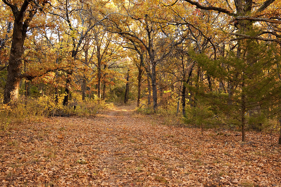 Fall Photograph - Peaceful Path  by Malania Hammer