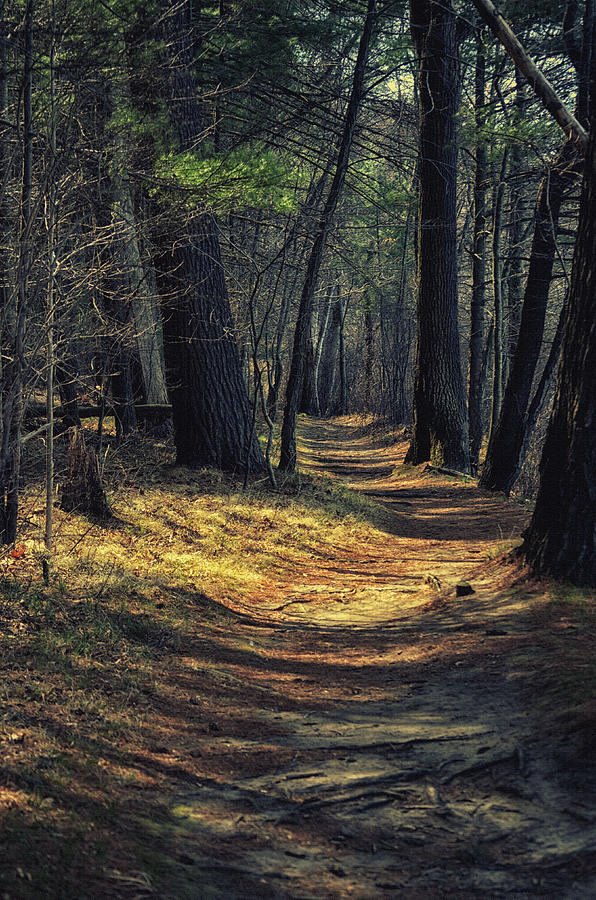 Peaceful Path Photograph by Tricia Marchlik