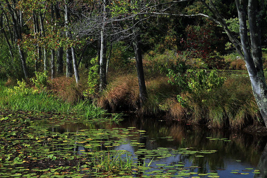 Peaceful Pond Photograph by Karol Livote