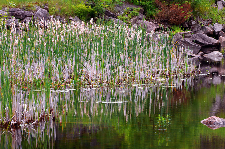 Peaceful Pond Photograph by Rick Shea