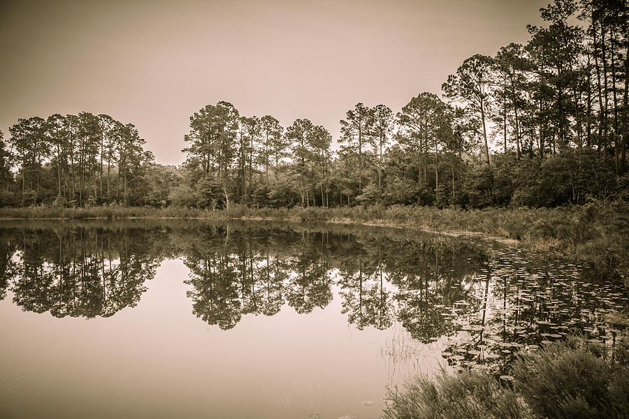Tree Photograph - Peaceful Reflection by Robert Palmeri