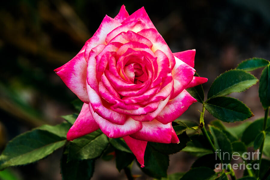 Nature Photograph - Peaceful Rose by Robert Bales