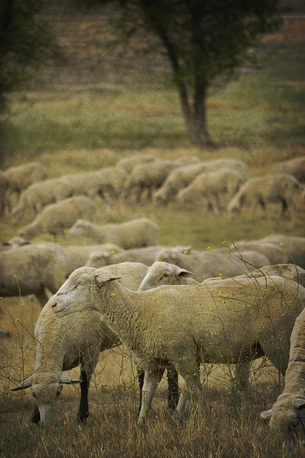 Sheep Photograph - Peaceful sheep by Amy Medina