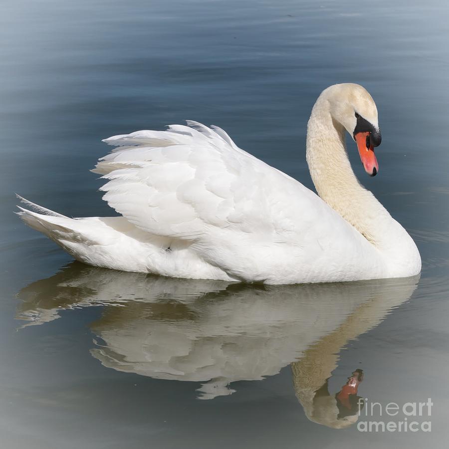 Swan Photograph - Peaceful Swan by Carol Groenen