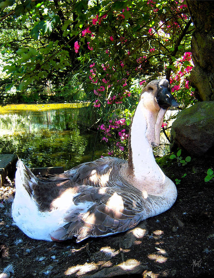 Peaceful Swan Photograph by Michele Avanti