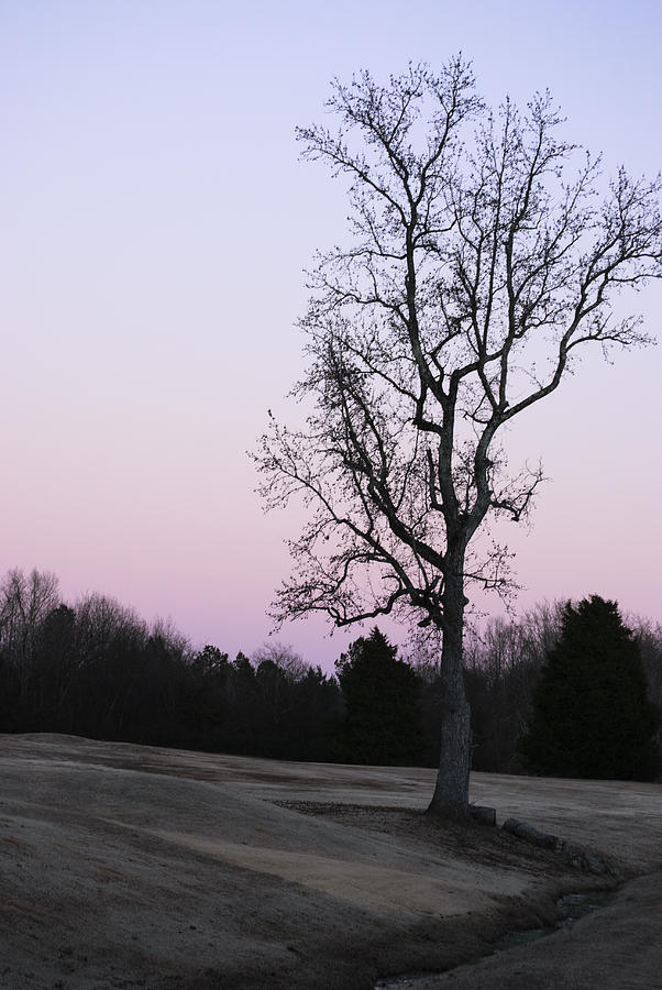 Peaceful Tree Photograph by Amelia Albrick - Fine Art America