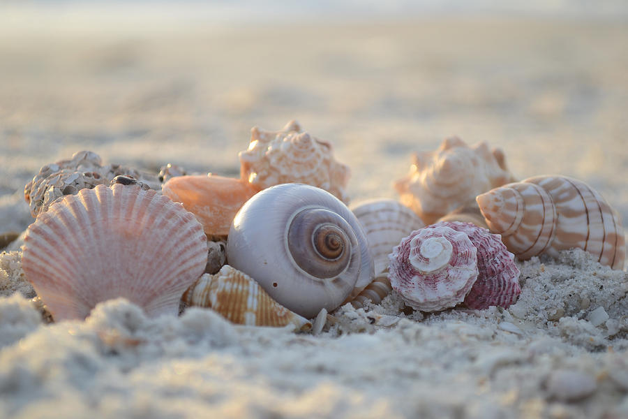 Shell Photograph - Peaceful Whispers by Melanie Moraga