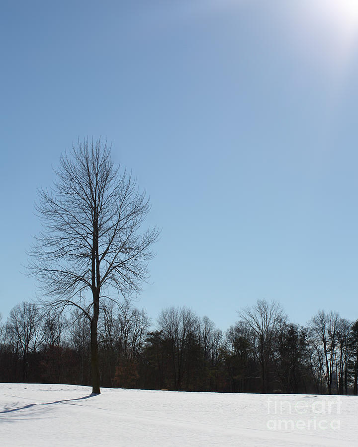 Peaceful Winter Scene Photograph by Anita Oakley