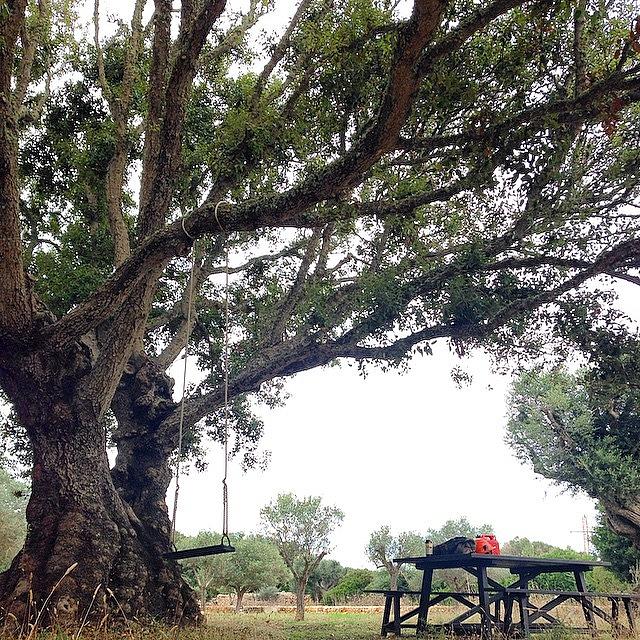 Peacefull Lunch By The Lovely Oak Tree Photograph by Alex Memu