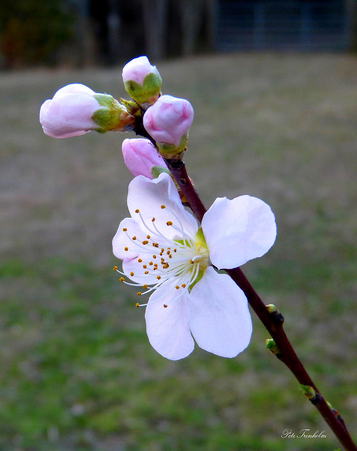 Peach . First Spring Flower Photograph by Pete Trenholm